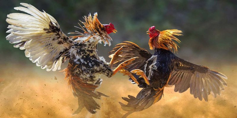 Tìm hiểu khái quát về đá gà 23Win
