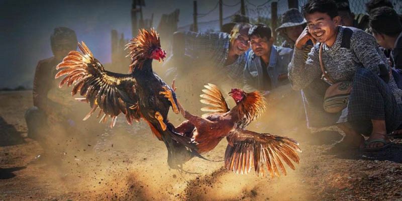 Tổng hợp các kèo cược đá gà hay nhất