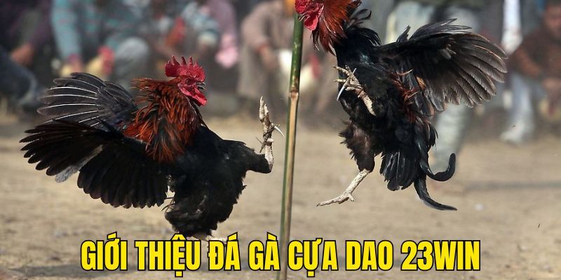 Tìm hiểu thông tin cần biết về hình thức đá gà cựa dao