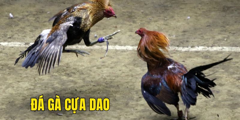 Một số hình thức cược được áp dụng khi chơi đá gà cựa dao