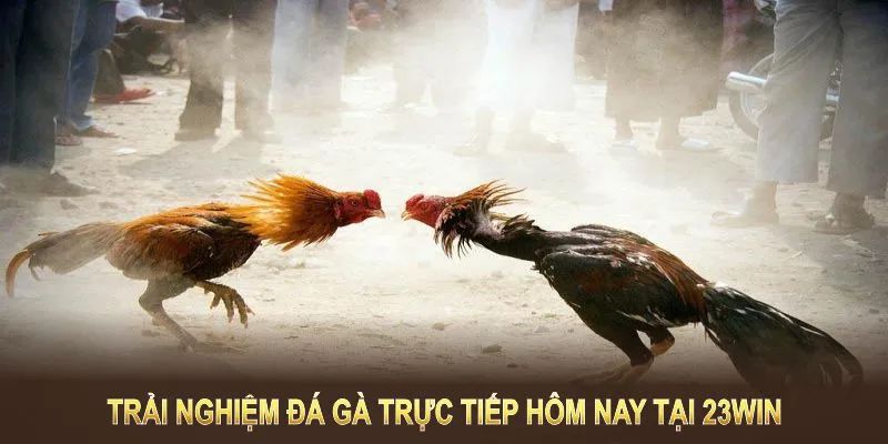 Đá Gà Cựa Dao