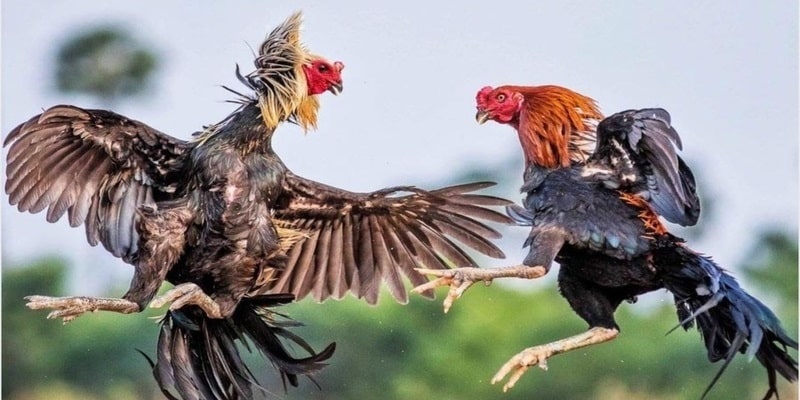 Đá gà Mã Thương mang đến nhiều kỹ thuật và lối chiến đấu kịch tính nhất