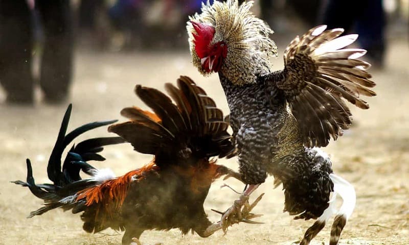 Người chơi có thể dựa vào các đặc điểm để nhận biết đá gà Mã Thương 23WIN